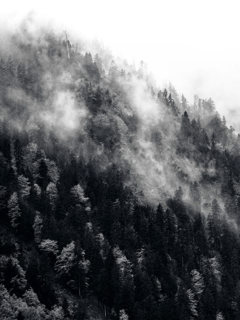 もみの木がそびえ立ち、霧に包まれた急峻な山の斜面。
